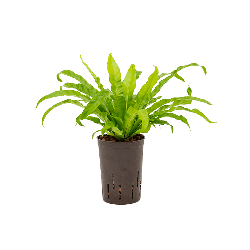 Asplenium Antiquum