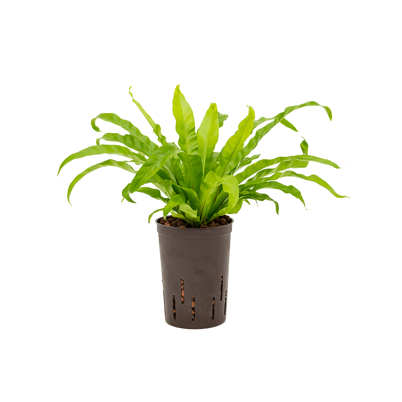 Asplenium antiquum