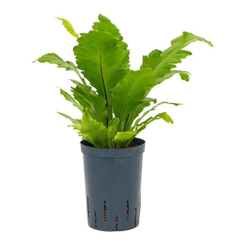 Asplenium Fimbriatum