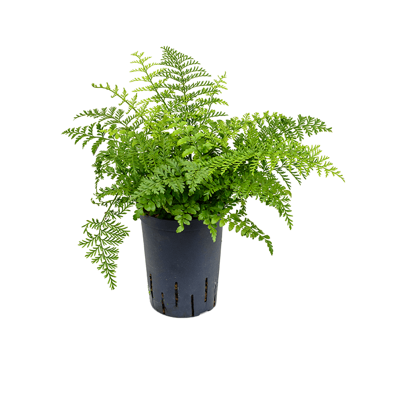 Asplenium Parvati 