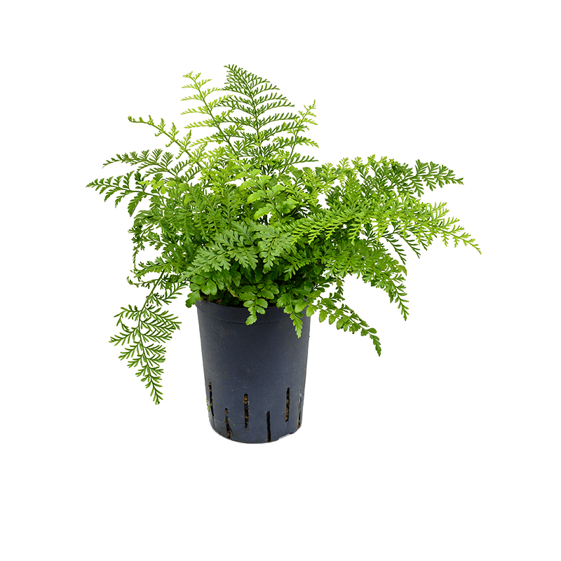 Asplenium Parvati
