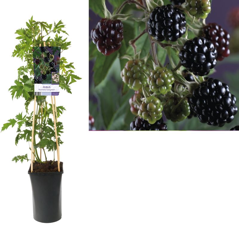 Rubus Thornless Evergreen