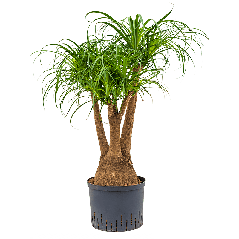Beaucarnea recurvata vertakt