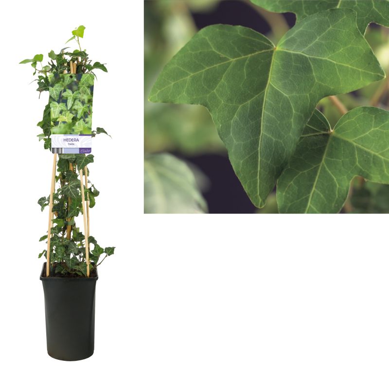 Hedera Helix