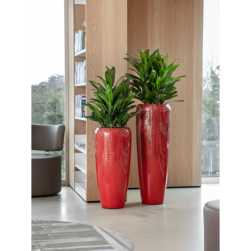 Cordyline Glauca