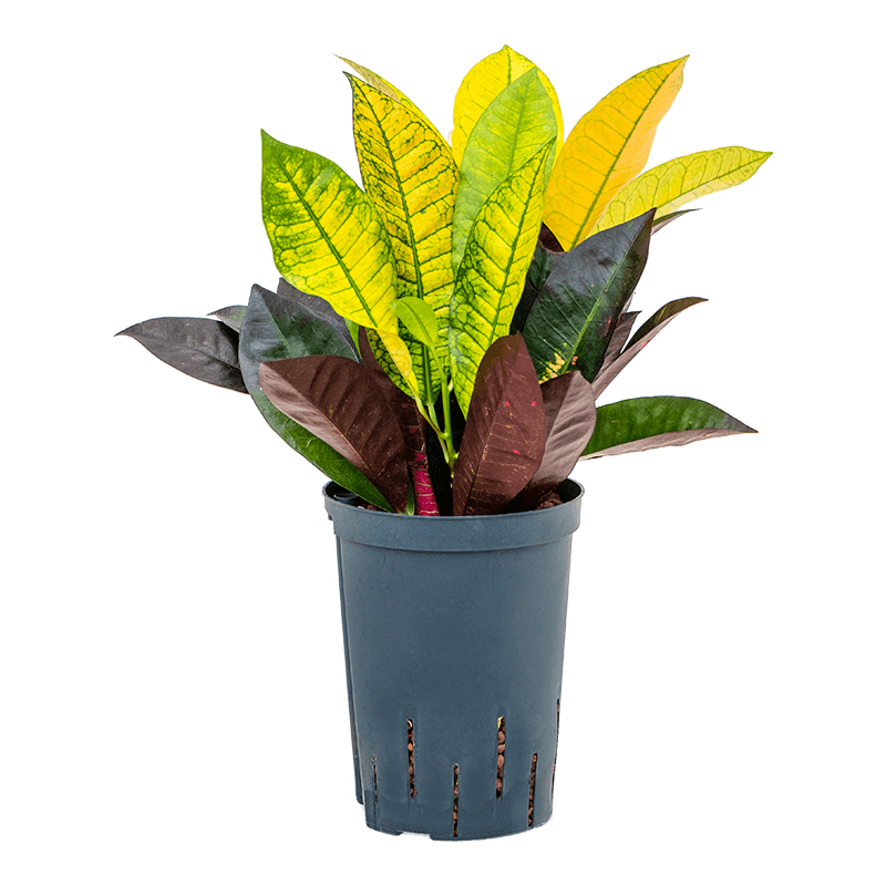 Croton Mrs. Iceton