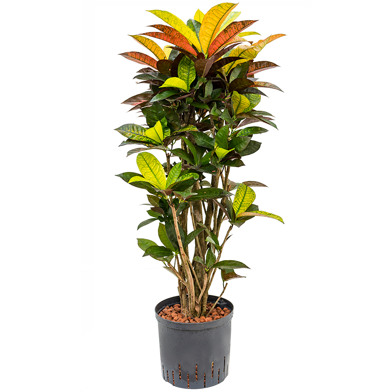 Croton Mrs. Iceton vertakt