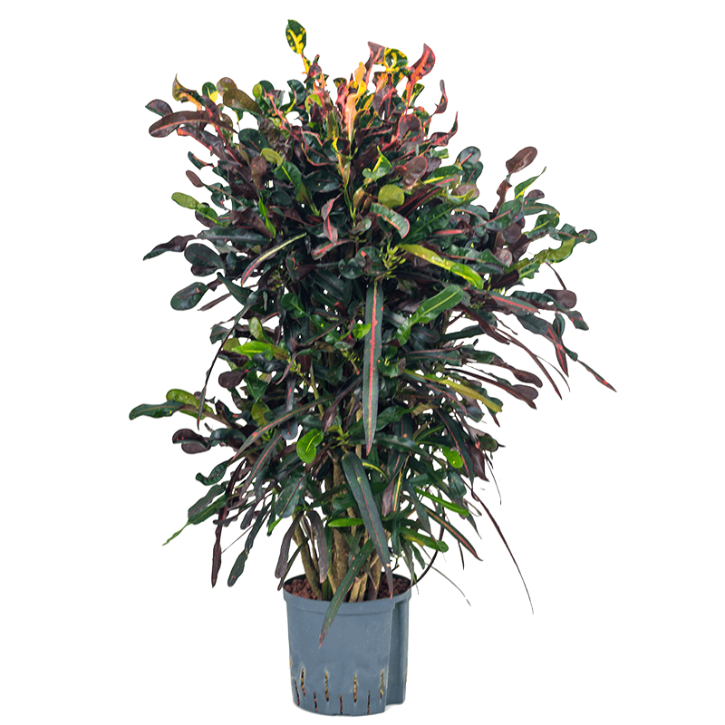 Croton Variegatum Mammi vertakt