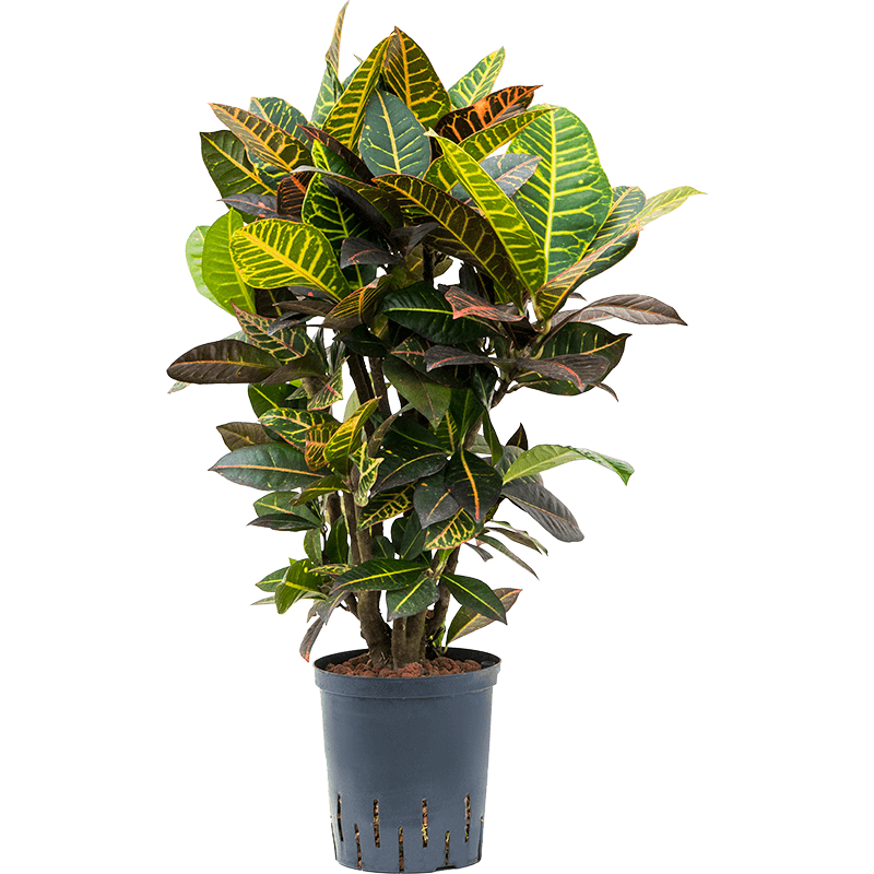 Croton Variegatum Petra vertakt