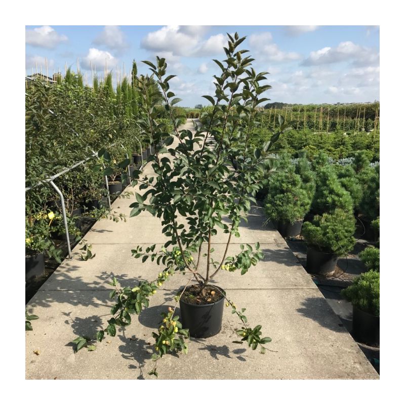 Malus Red Sentinel - solitair
