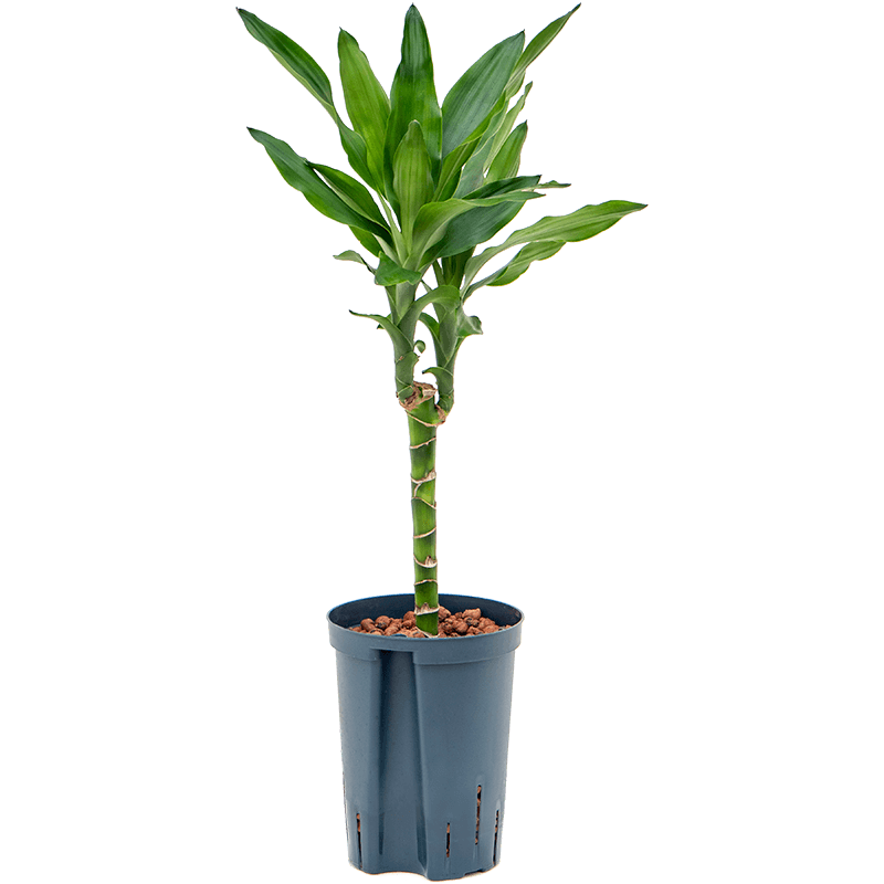 Dracaena Burundii