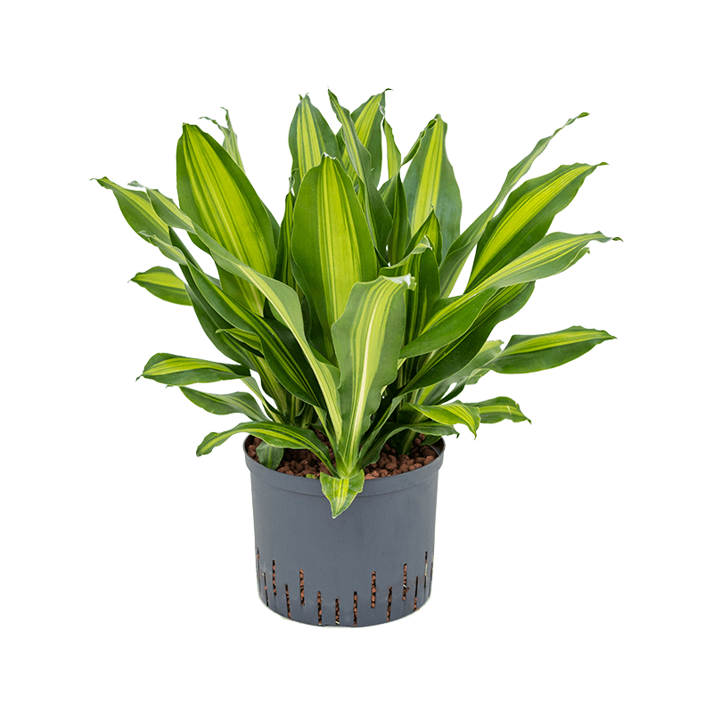 Dracaena Burley