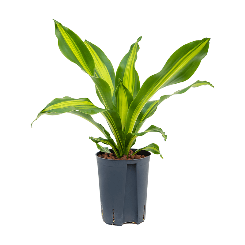 Dracaena Burley