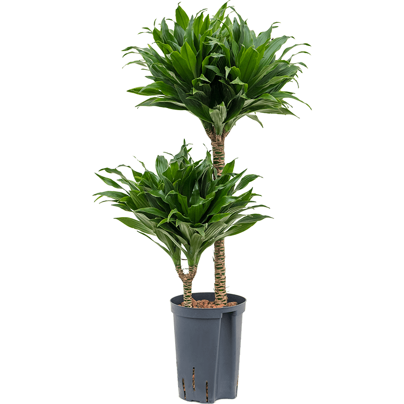 Dracaena Compacta 2-stam