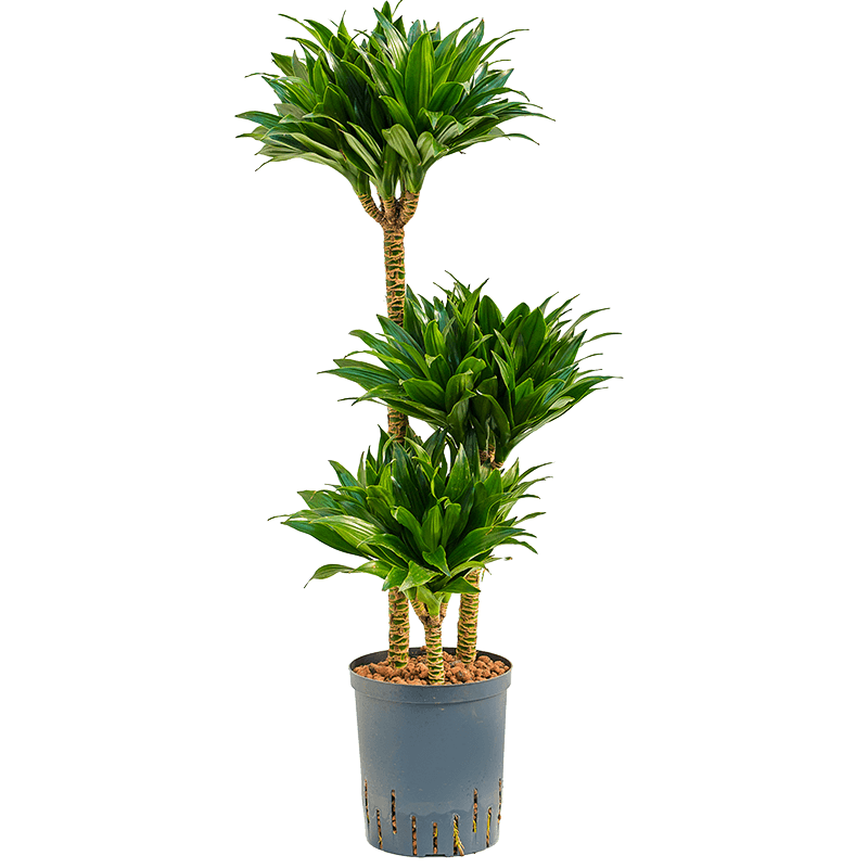 Dracaena Compacta 3-stam