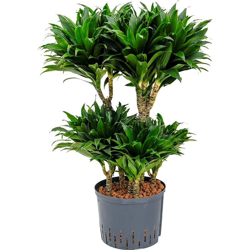 Dracaena Compacta carrousel