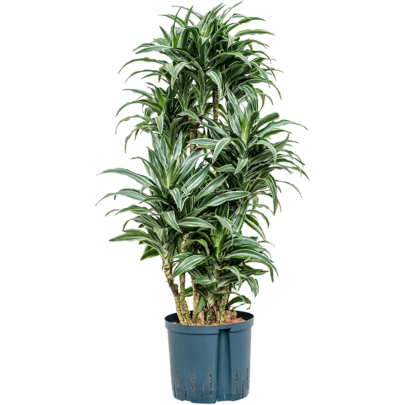 Dracaena Warneckei vertakt