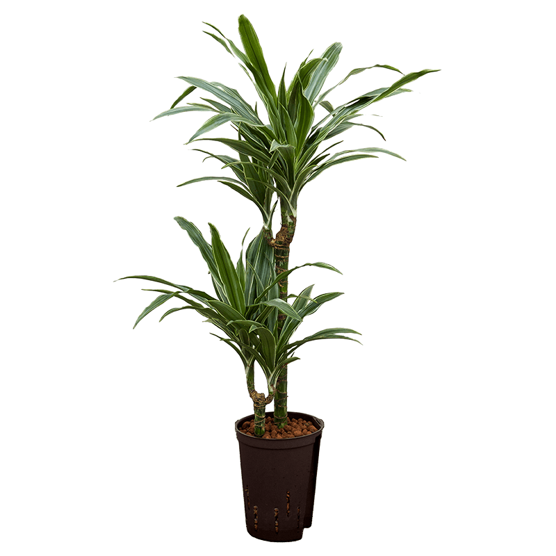 Dracaena Warneckei 2-stam