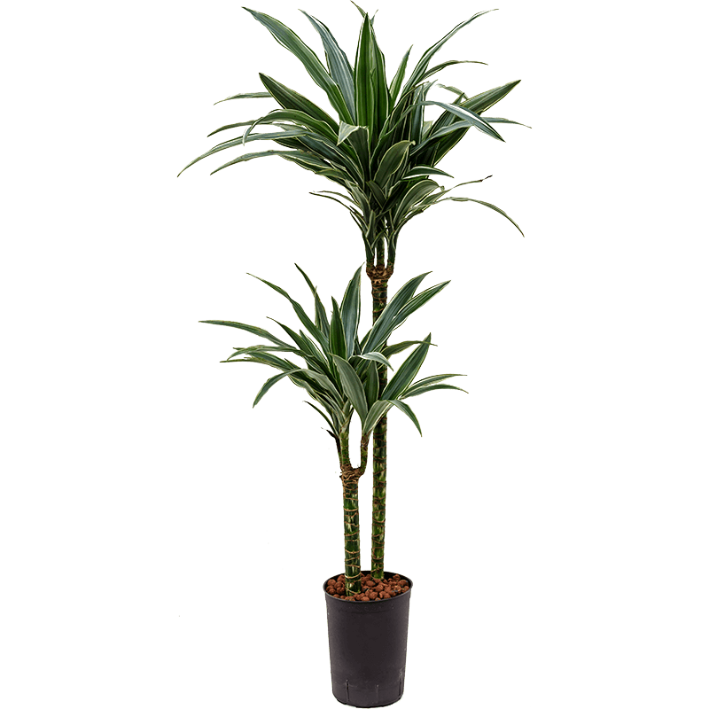 Dracaena Warneckei 2-stam