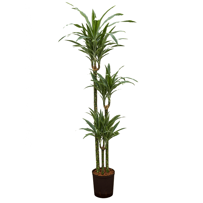 Dracaena Warneckei 3-stam