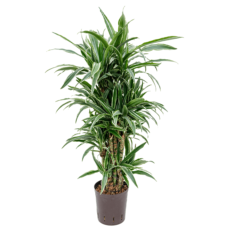 Dracaena Warneckei multistam