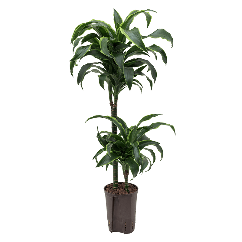 Dracaena Dorado 2-stam