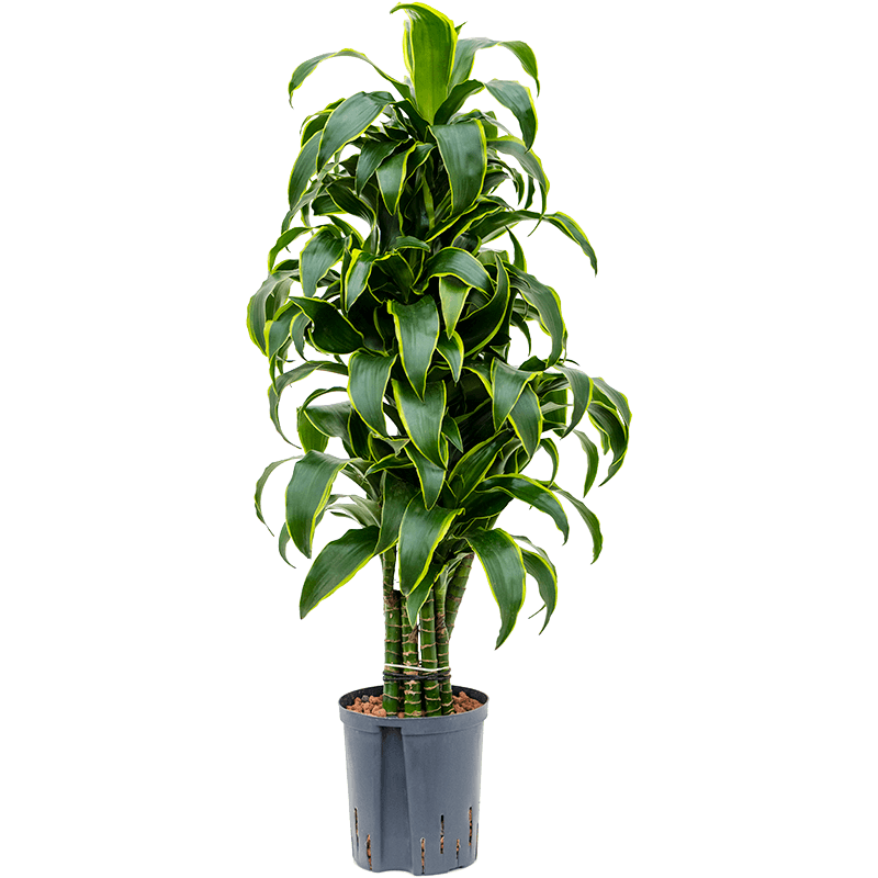 Dracaena Dorado vertakt