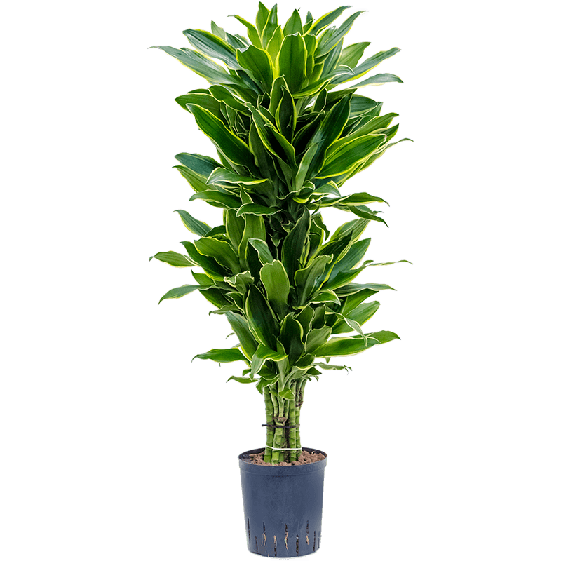 Dracaena Golden Coast vertakt