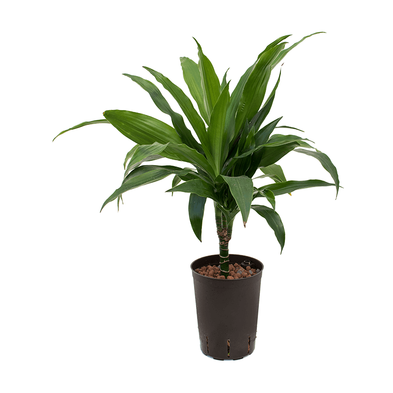 Dracaena Janet Craig op stam