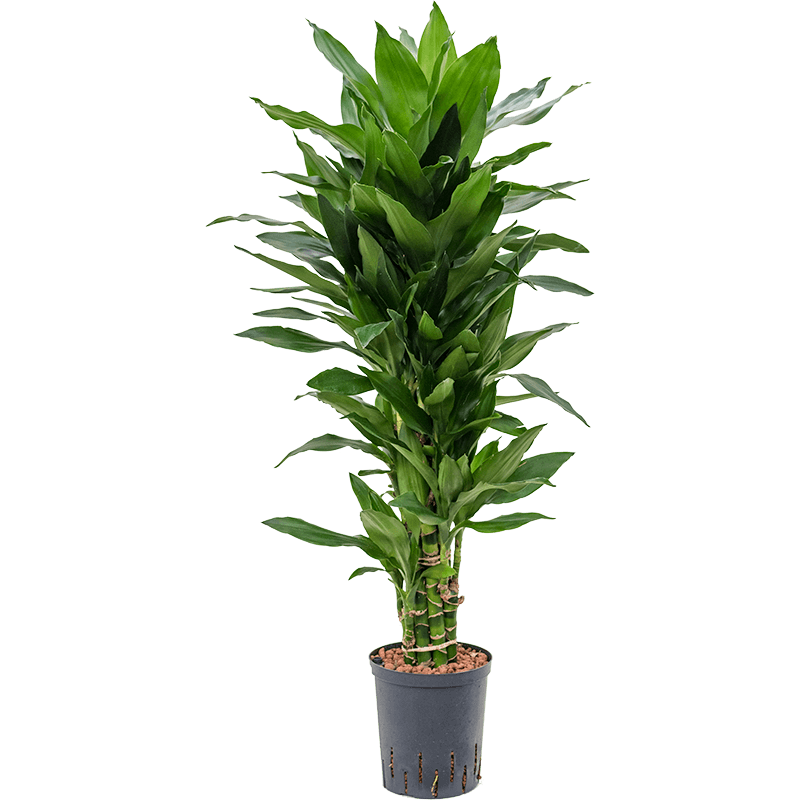 Dracaena Janet Lind vertakt