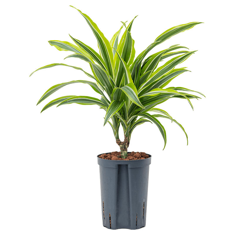 Dracaena Lemon Lime