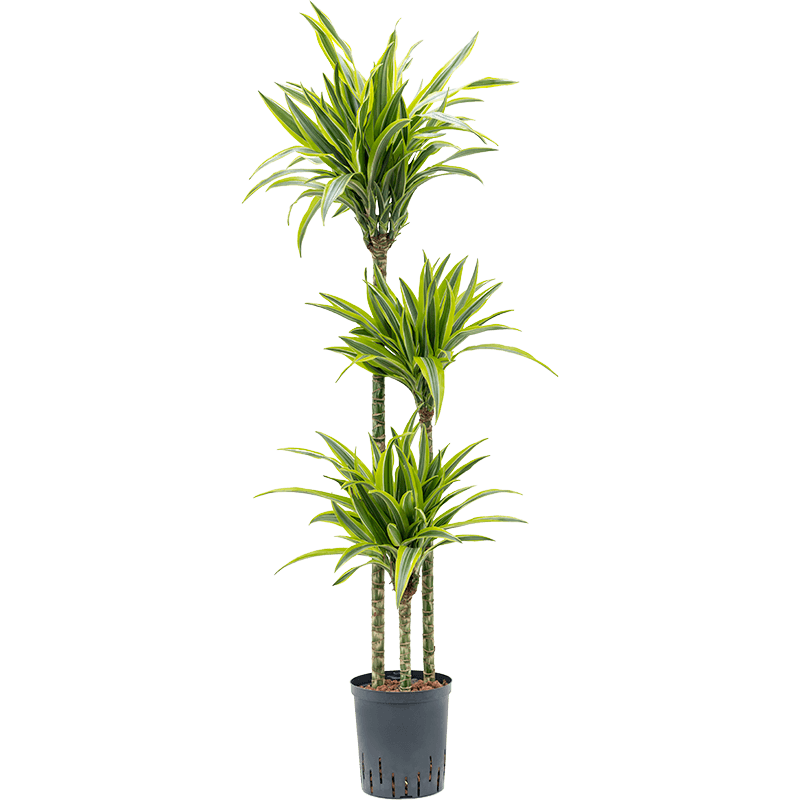 Dracaena Lemon Lime 3-stam