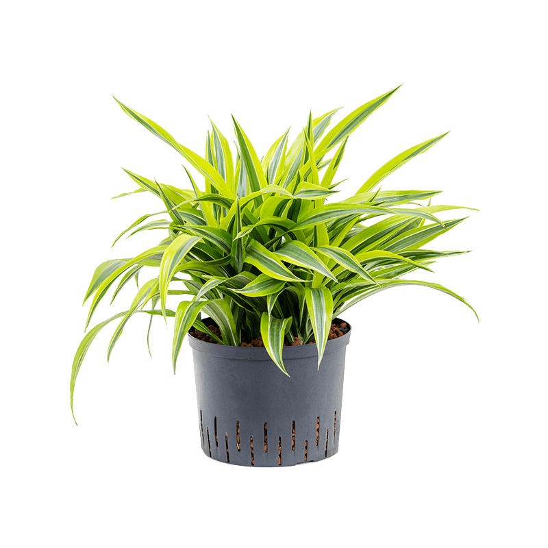 Dracaena Lemon Lime bush