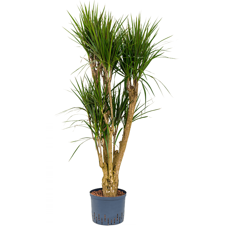 Dracaena Marginata vertakt