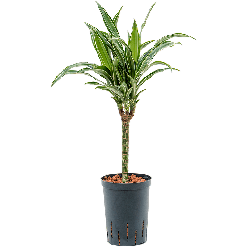 Dracaena Ulises
