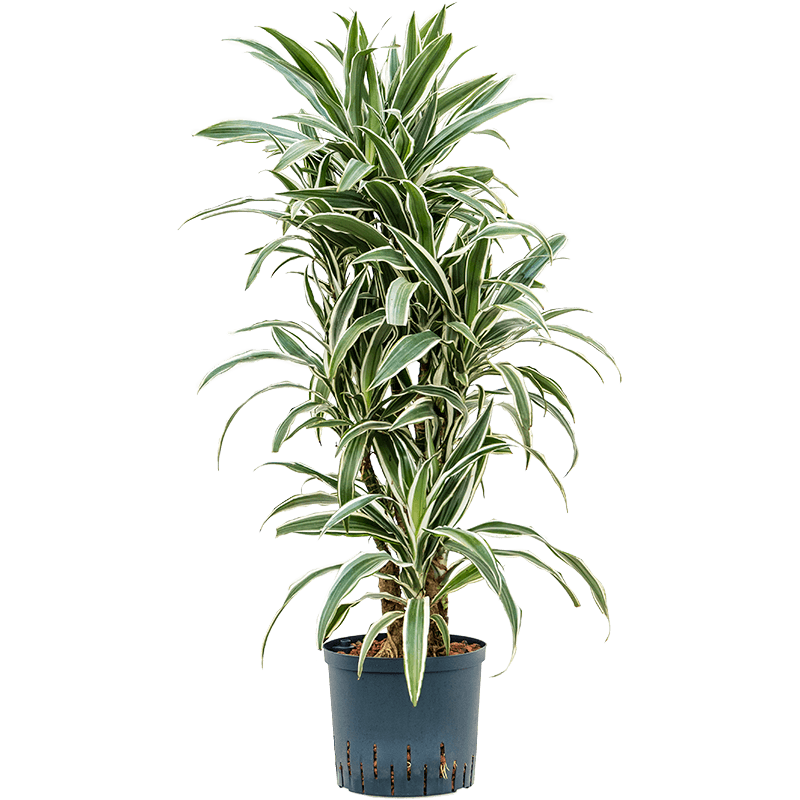 Dracaena White Stripe vertakt