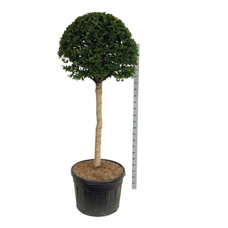 Carpinus betulus op stam