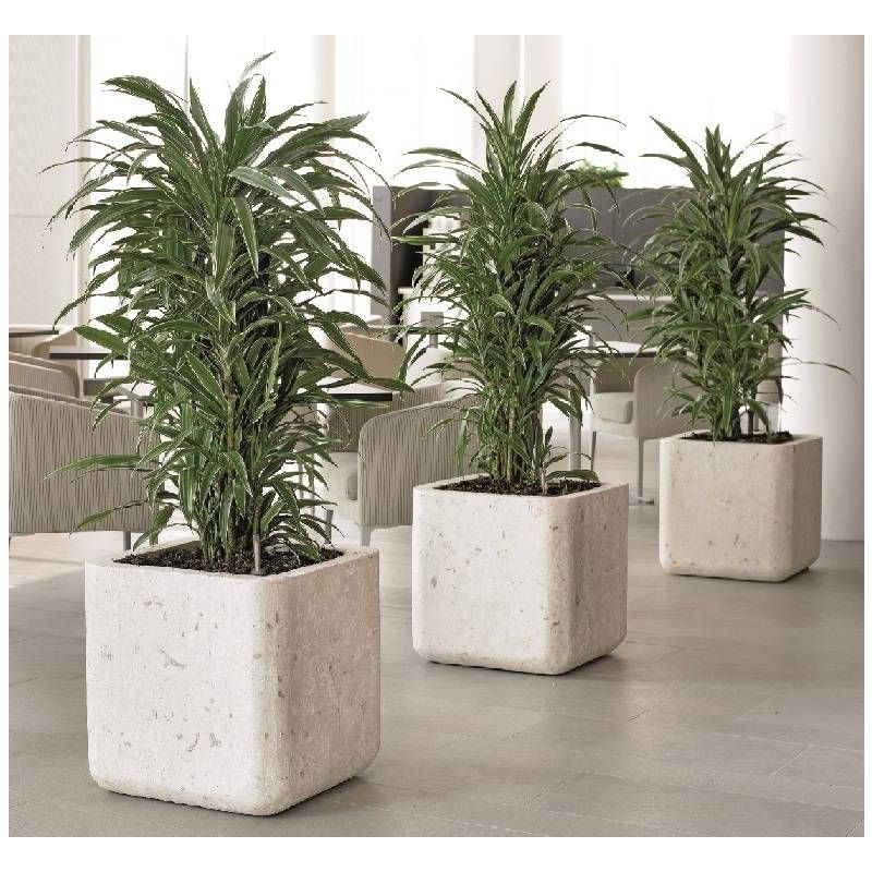 Dracaena Warneckei multistam