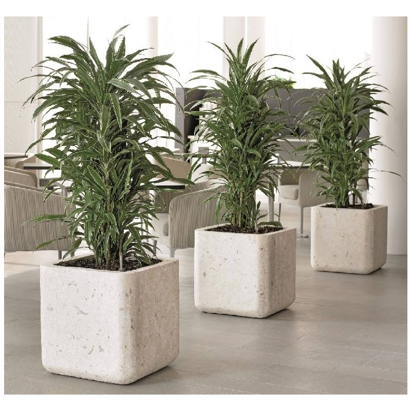 Dracaena White Stripe vertakt