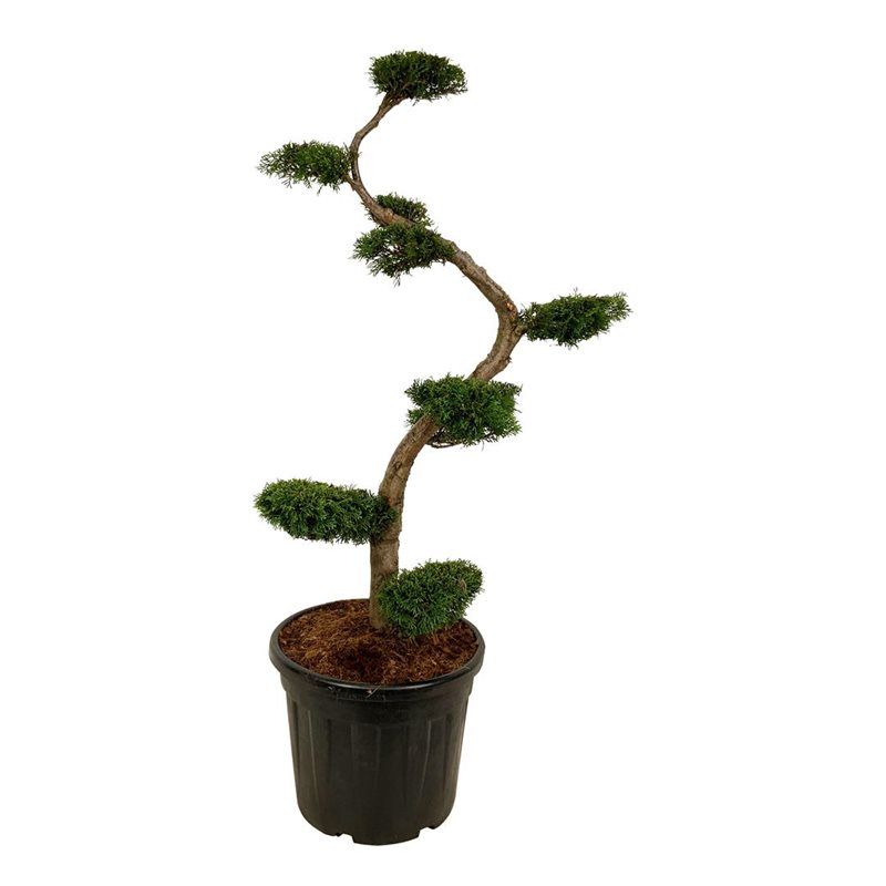 Thuja occidentalis 'Smaragd' - bonsai