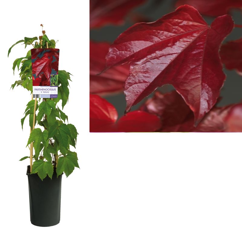 Parthenocissus tricuspidata 'Veitchii' Wilde Wingerd