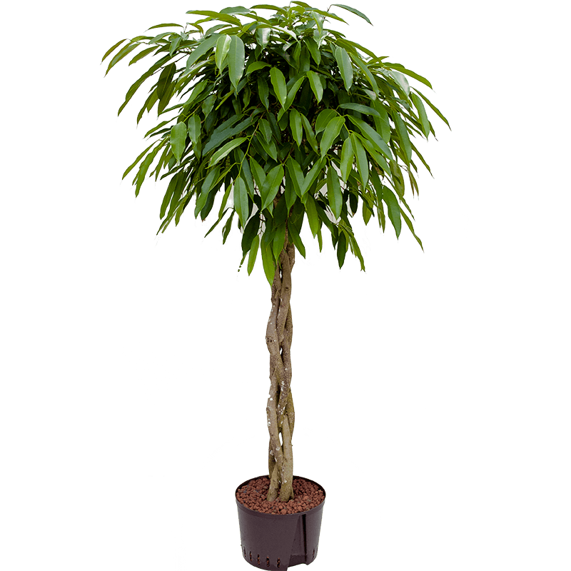 Ficus Amstel King gevlochten stam