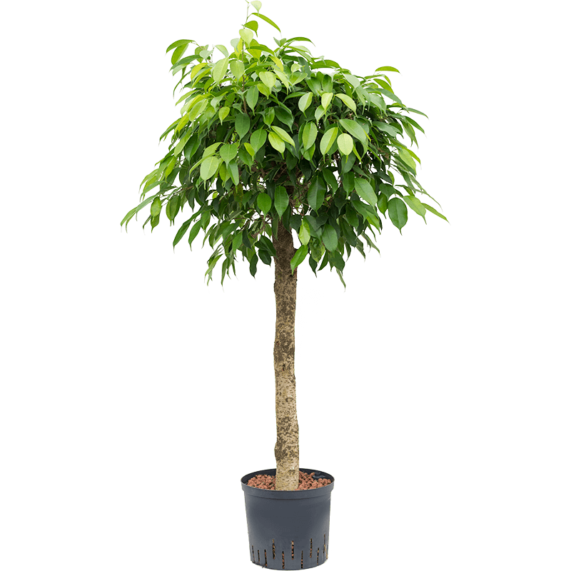 Ficus Benjamina Columnar op stam