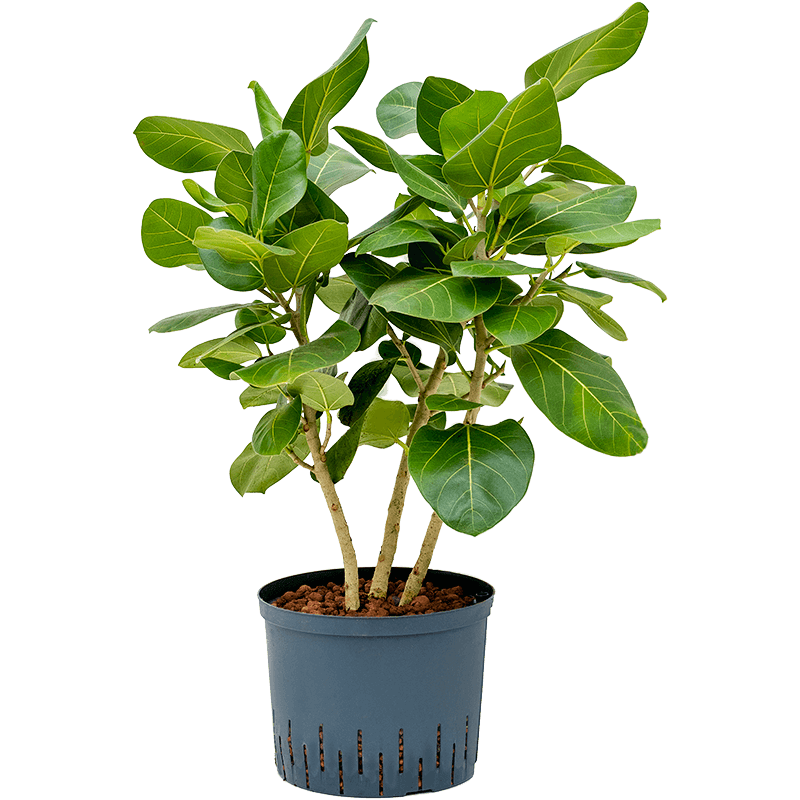 Ficus Benghalensis Sunshine