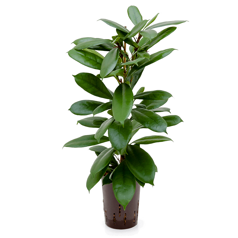 Ficus Cyathistipula