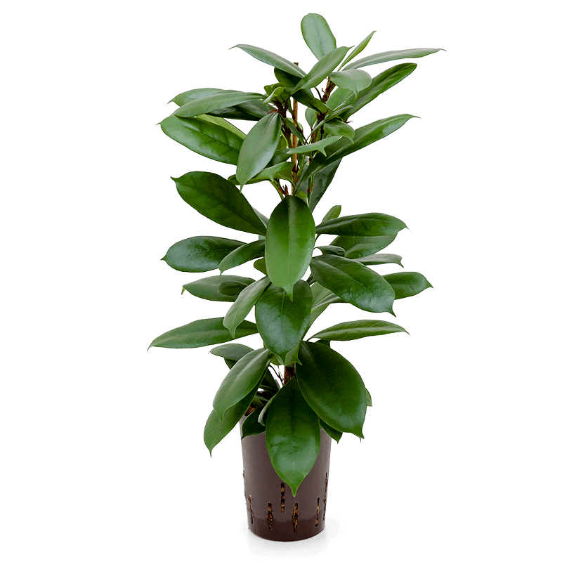 Ficus Cyathistipula 