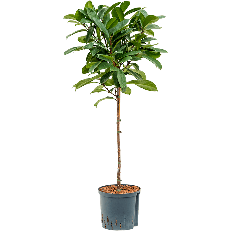 Ficus Cyathistipula op stam