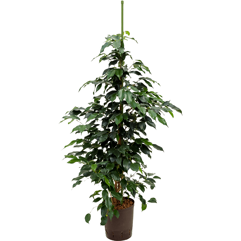 Ficus Benjamina 