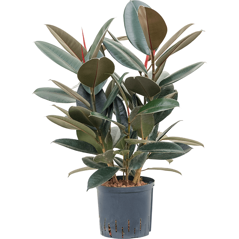 Ficus Abidjan bush