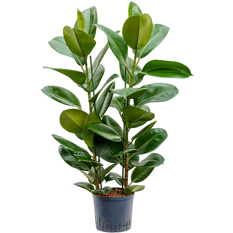 Ficus Robusta toef